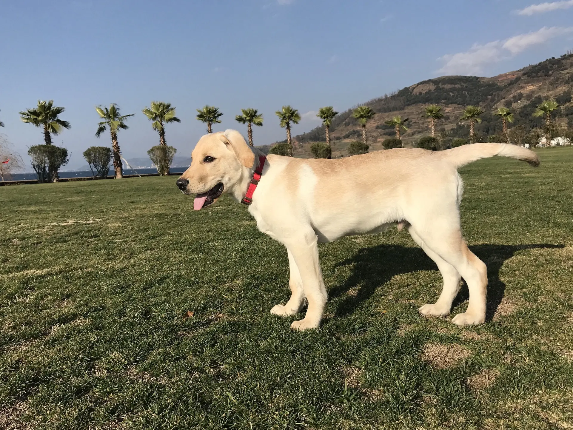 collares de perro fuertes